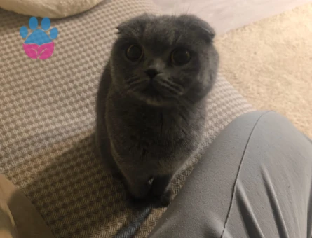 Scottish Fold Kızımıza eş arıyoruz
