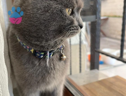 Evimizde misafir edeceğimiz  erkek british shortair cinsi aramaktayiz