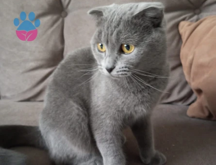 Evimizde misafir edeceğimiz  erkek british shortair cinsi aramaktayiz