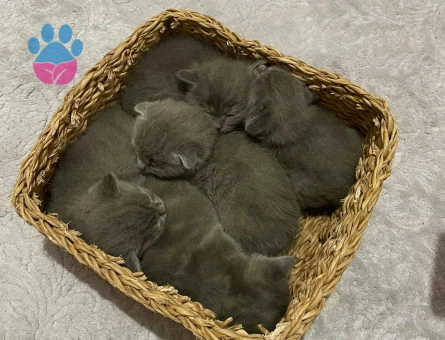 Evimizde misafir edeceğimiz  erkek british shortair cinsi aramaktayiz