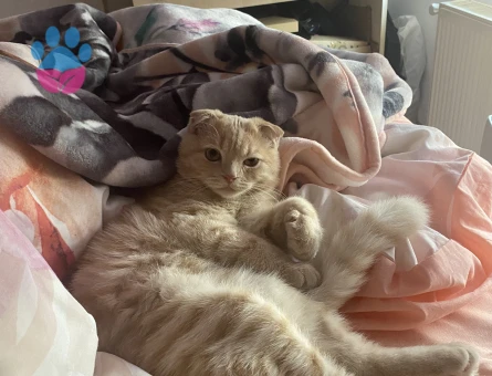 Scottish Fold Bey, British Hanımefendi Arıyor