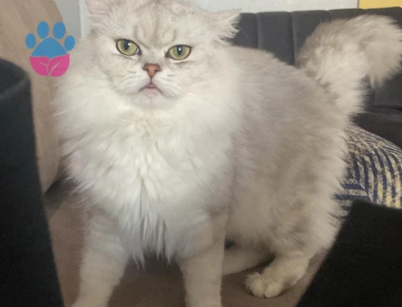 British longhair 1 Yaşında Kedim Eş Arıyor