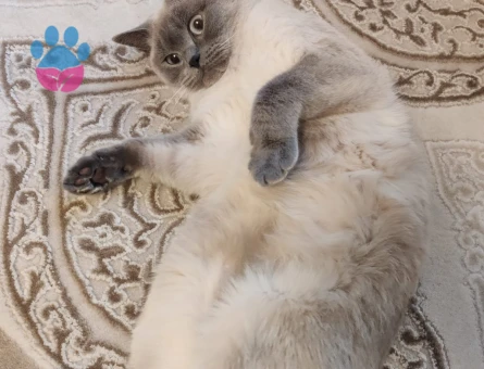 Scottish Straight Blue Point Kedim Eş Arıyor