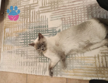 Scottish Straight Blue Point Kedim Eş Arıyor