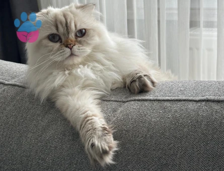 British Longhair Kızıma Eş arıyorum 1,5 yaşında