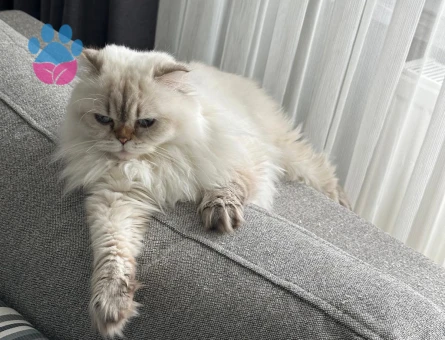 British Longhair Kızıma Eş arıyorum 1,5 yaşında