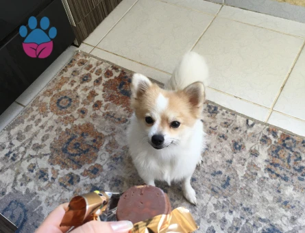 Dişi pomeranian spitz