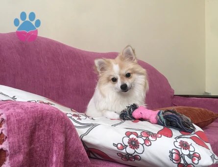 Dişi pomeranian spitz