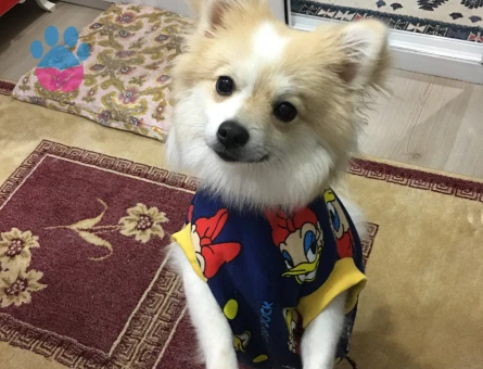 Dişi pomeranian spitz