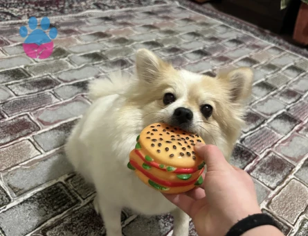 Dişi pomeranian spitz