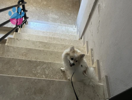 Dişi pomeranian spitz