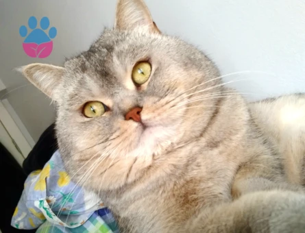 Merkür british shorthair