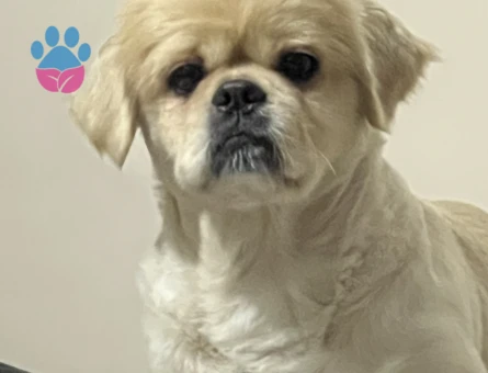 Şampiyon eşleşmeye açık