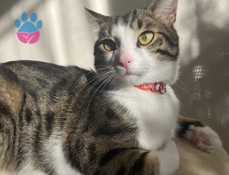 Lucy’e eş arıyorum