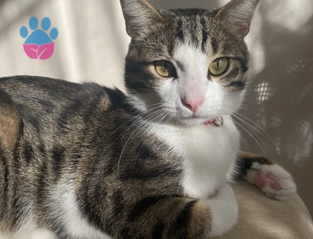 Lucy’e eş arıyorum