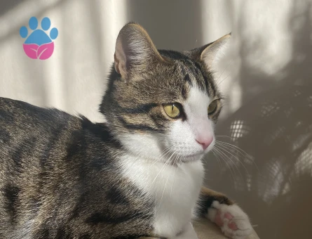 Lucy’e eş arıyorum