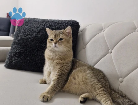 Briish Shorthair Oğlumuza Eş Arıyoruz