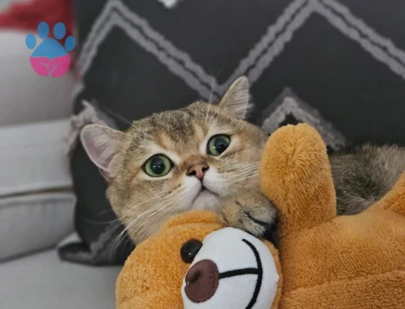 Briish Shorthair Oğlumuza Eş Arıyoruz