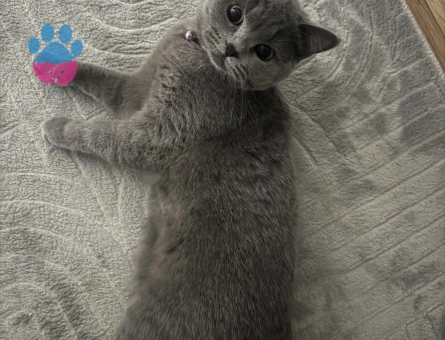 KEDİME ACİL ERKEK EŞ ARIYORUM