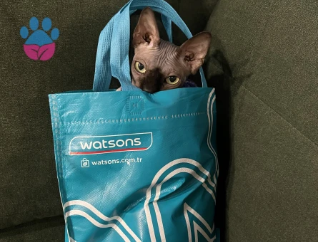 Dişi sfenks kedime eş arıyorum 3 yaşında