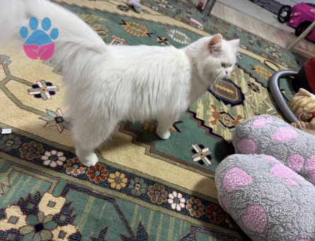 Dişi İran kedisi 1 Yaşında Eş Arıyor