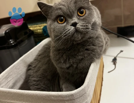 British Shorthair 1 Yaşında Eş Arıyor