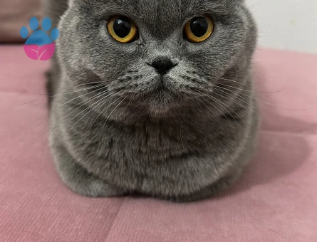 British Shorthair 1 Yaşında Eş Arıyor