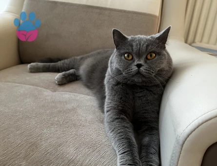 British Shorthair 1 Yaşında Eş Arıyor