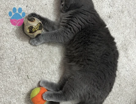 British Shorthair 1 Yaşında Eş Arıyor