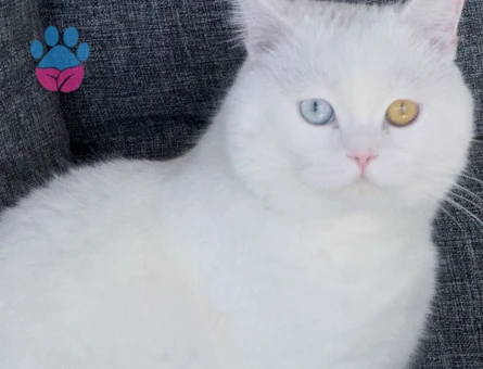 British Shorthair 1 Yaşında Eş Arıyor