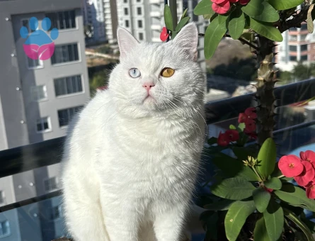 British Shorthair 1 Yaşında Eş Arıyor