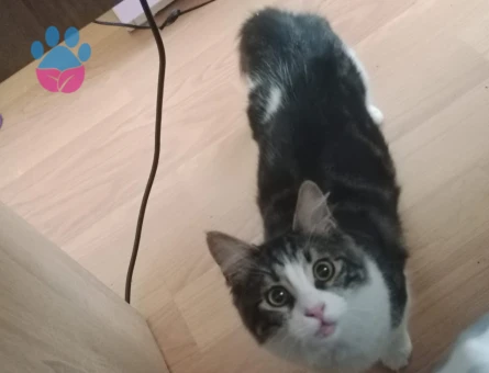 Tekir Kedime Eş Arıyorum