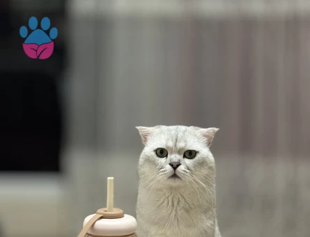 Erkek scottish fold dişi eş arıyoruz oğluşuma