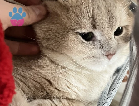 British Shorthair oğluma gelin arıyorum