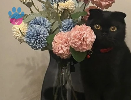 Scottish Fold Yakışıklı oğlumuz Panter Eş Arıyor