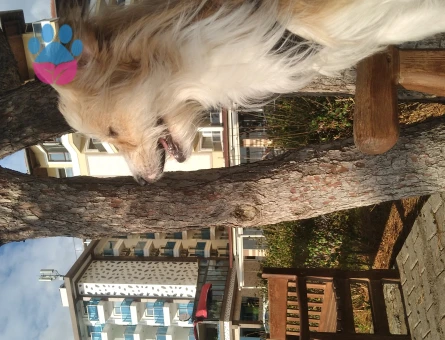 Dutch smoushond Erkek Köpeğime Eş Arıyorum