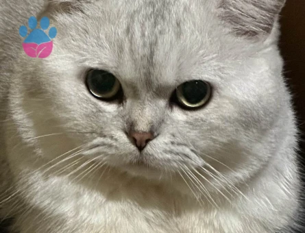 2 Yaşında British Shorthair Eş Arıyor