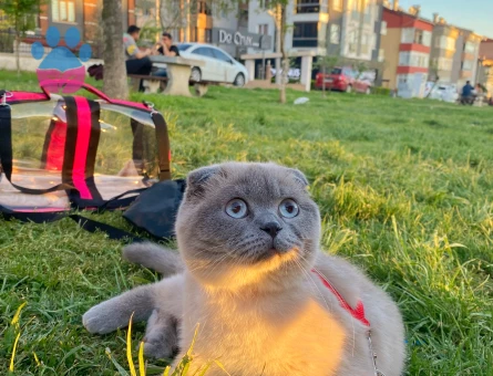 Scottish Fold 11 aylık oğluma eş arıyorum.