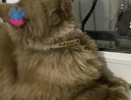 British Shorthair Oğluma Eş Arıyorum