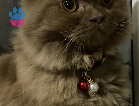 British Shorthair Oğluma Eş Arıyorum