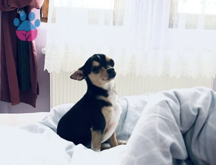 Yakışıklı oğlumuza eş arıyoruz