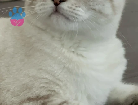 Scottish Fold