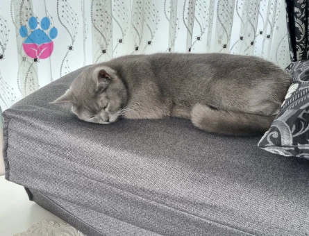 Kızıma Eş Arıyorum