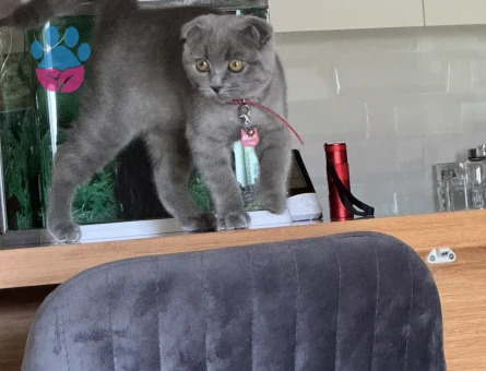 Scottish Fold Kızıma eş arıyorum