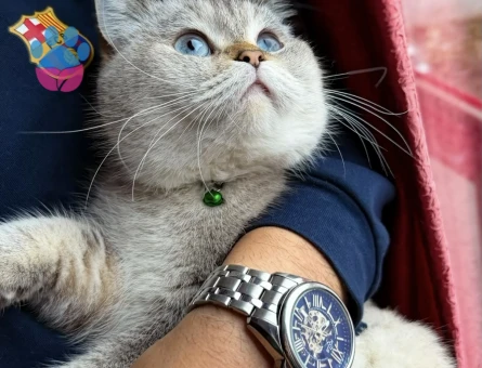 Kızıma british eş arıyorum 10 Nisan kızgınlık dönemi başladı