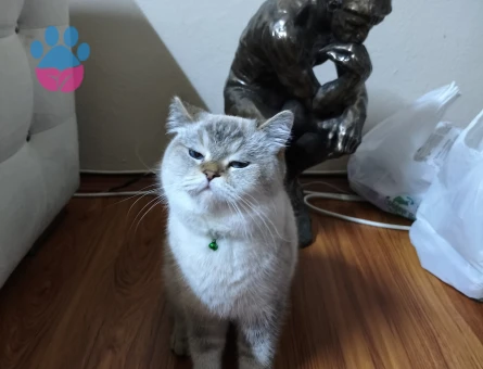 Kızıma british eş arıyorum 10 Nisan kızgınlık dönemi başladı