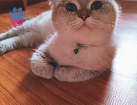 Kızıma british eş arıyorum 10 Nisan kızgınlık dönemi başladı