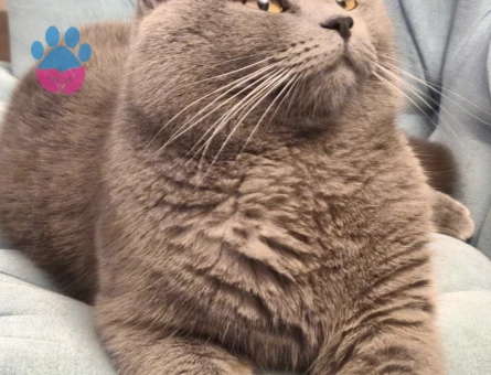 BRİTİSH SHORT HAİR OĞLUMUZA EŞ ARIYORUZ
