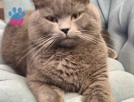 BRİTİSH SHORT HAİR OĞLUMUZA EŞ ARIYORUZ