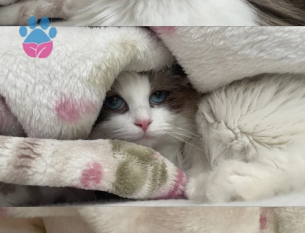 Dünyalar güzeli kızıma eş arıyoruz